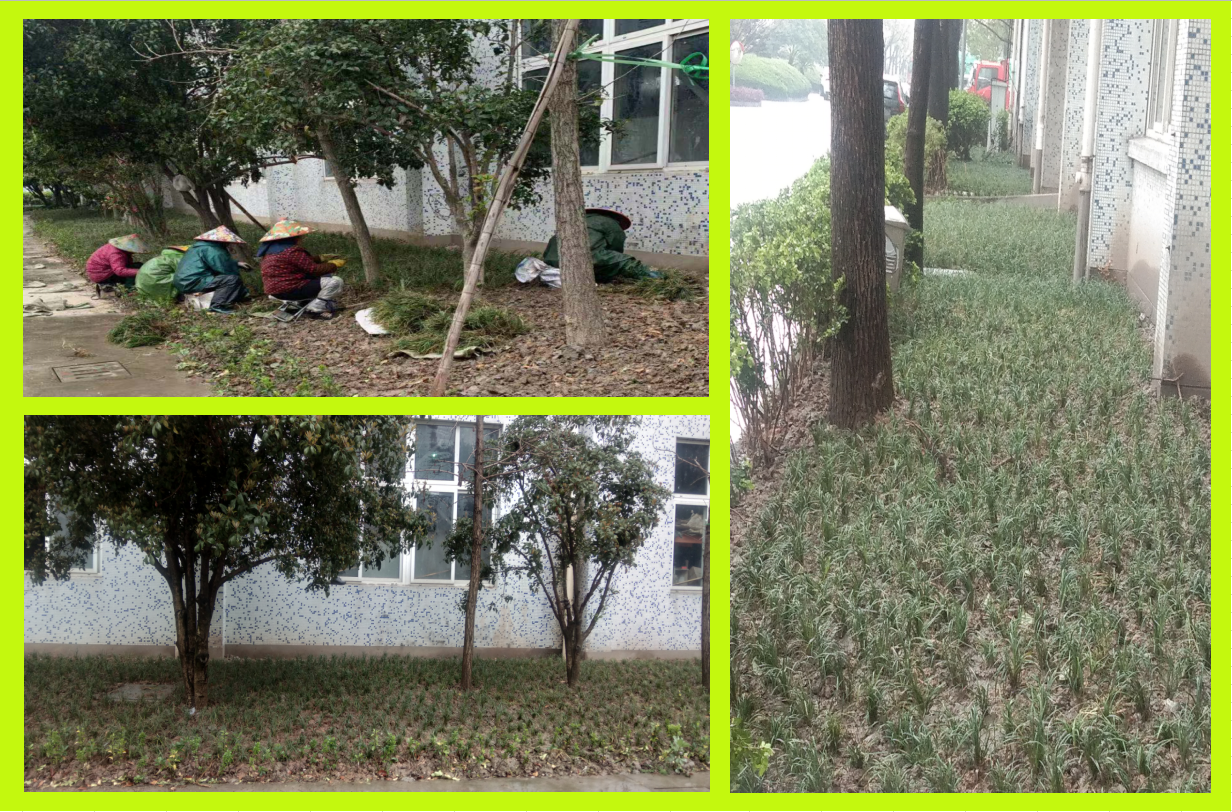 莳植绿化，美化坏境